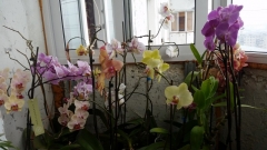 Постепенный  закупки орхидей лето и  красота  круглый год 