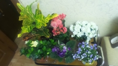 Мои цветочки