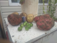 Мой урожай картошки